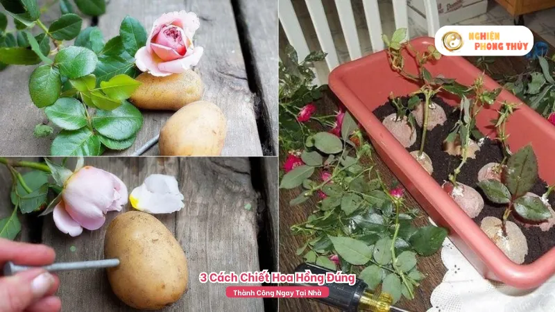 Cách chiết cành hoa hồng bằng khoai tây