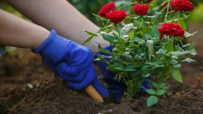 Cách trộn đất trồng hoa hồng